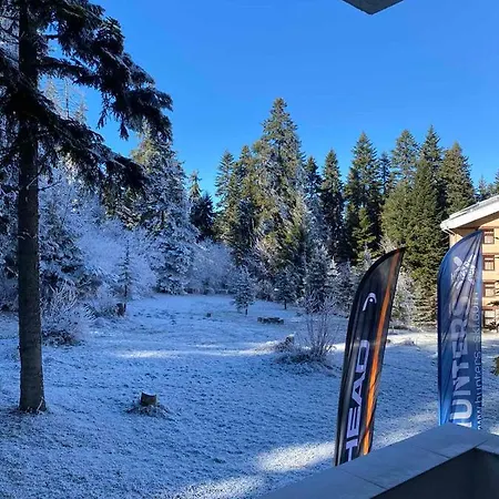 Hq Flora Violet * Borovec