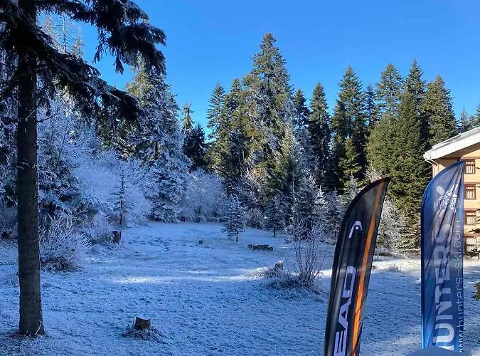 Hq Flora Violet * Borovets